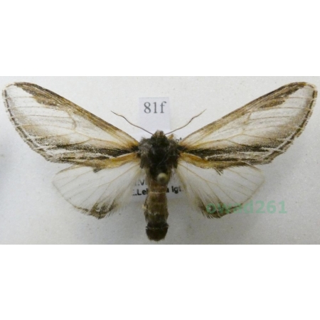 Pheosia gnoma (Fabricius, 1776) Garbatka brzozówka Czech81f